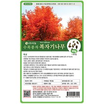 복자기단풍나무씨앗 20g, 없음