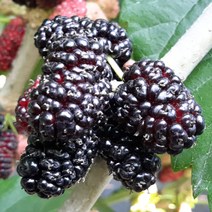 제이농산 2022년산 알굵고 당도높은 과상오디 급속냉동 생과 5kg, 1박스