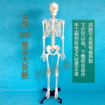 뼈모형 인체 해골 모형 용 골격 소골격 45, 06 여성180cm척추신경부착연골