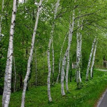 잭큐몬티 자작 나무 플러그묘 (실생2년) 백자작 묘목