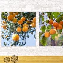 기타 바보사랑[꾸밈]아크릴액자_돈부르는감나무(중형)