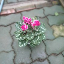 시클라멘 중품 초화 꽃 25~40cm 59 화분 스칸디아모스, 1개