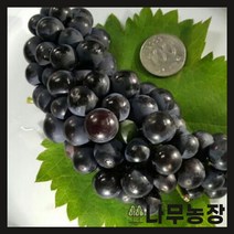 (나무농장) 개량머루 키 60cm 내외 포트, 1개