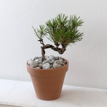 해송분재 곰솔 해송소나무 키우기 미니분재 미니해송, 독일토분(모카)