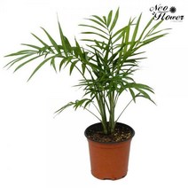 네오플라워 테이블야자 반려식물 인테리어 소형식물 실내공기정화식물, A2.테이블야자