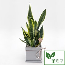 꽃친구 산세베리아 탁상용 소형 개업 집들이 승진 취임 영전 축하 선물 화분