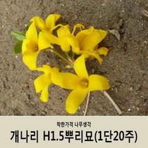 착한가격 나무생각 개나리H1.5뿌리묘(1단20주)