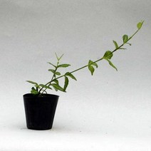 서경농원 줄사철 포트묘 야생화 실내외 조경용 20개