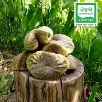 열매마(종자용겸용), 5kg