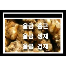 울금종근 7k 울금모종 울금씨앗재배