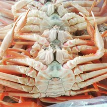 산지직송 동해안 포항 구룡포 박달대게 준박달대게 생물 소 중 대 1미, 준박달대게 소 1미 수율 80%이상