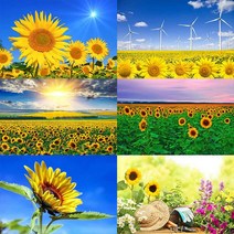 해바라기퍼즐 300/500/1000피스 직소퍼즐, 상세 페이지 참고, 강황 520조각 칸막이(사진1)