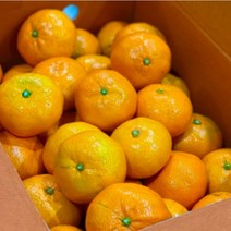 하우스감귤 3kg 5kg 10kg(대과) 제주도 고당도 노지 타이백 감귤, 5kg(대과)