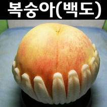 백도복숭아/경봉 접목1년 뿌리 특묘 나무 묘목 1개/유실수/과수