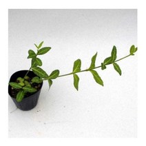 야생화 모종/ 줄사철 포트묘/ 5개 K2024