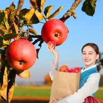욜케이유 부사 꿀 사과 맛있는 정품 못난이 주스용 가정용 흠집 경북 충주 거창, 가정용 중과로얄 35-38과 10kg