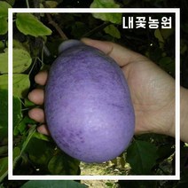 내꽃농원 개량으름(대과종) 삽목 2년 지주 포트