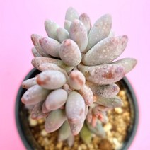 다육식물 다육이뜻 다육이물주는법 다육이씨앗 베이비핑거 분홍빛 꽃피는다육이 다육물주기