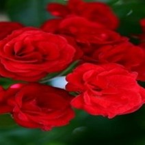 장미 묘목 모음 택1 사계장미 (세종식물원), 6.사계장미 스칼렛빨강 1주