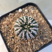 [메카다육]20-0204 슈퍼투구(실생 선인장)화분포함 다육식물