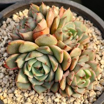 다육식물(벤바디스 군생)