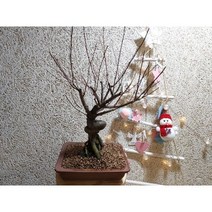 산앵두(랜덤) 분재