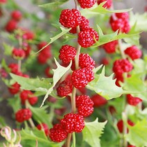 [모야모 꽃씨] 딸기명아주(딸기시금치) 30립 씨앗