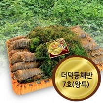 고씨네농가 야생더덕 산더덕 생더덕 더덕7호왕특, 등채반7호(3.3-4kg)