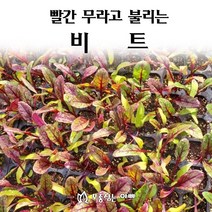 [모종심는아빠] 빨간 무라고 불리는 비트, 모종50개(트레이한판)