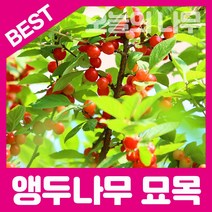 합리적 가격의 우수한 앵두나무묘목 판매(1-2년생), 앵두나무묘목 상묘