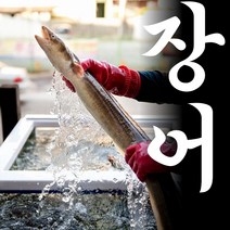 직접잡은 자연산 최상급 통영 흑산도 손질 바다 장어 특대 사이즈 구이 구이용 순살 붕장어 아나고 소스 증정 1kg 2kg 포장 양념장 소스, 중장어 1kg