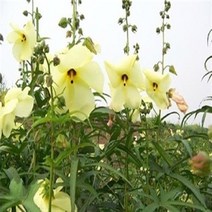 [꽃씨] 금화규 20립 꽃차