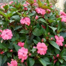 [꽃모종]산파첸스-쉘핑크 : 8cm분 /3개 QQ108, 1개