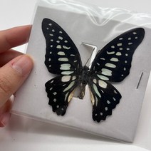 곤충모형 곤충피규어 곤충세트29 종류 진짜 나비 표본 곤충 인형 생산 매력 홈 인테리어 액세서리 거실 컬, 12 12