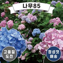 (나무85) 수국 엔들레스썸머 14종 시리즈, 1.오리지널 12cm 포트