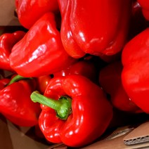 새벽들 못난이 파프리카 (3kg 5kg), 1box, 5kg빨강