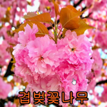 겹벚나무 접목1년생특묘 1그루 나무묘목 조경수 과일나무 관목 유실수