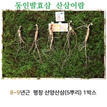 산삼어람 발효산양삼 산양삼 산양산삼 장뇌삼 산삼장뇌삼 산삼 8~9년근 5뿌리 인삼, 5개입