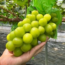 경북 영천 샤인머스켓 포도 1.5kg 2kg 특품 산지, 특품 1.5kg 3송이