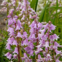 스페니쉬 블루벨 로즈퀸 [4포트] (복남이네 야생화 구근식물 bluebell) 핑크