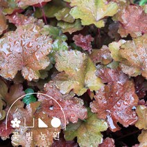 꽃빛농원 휴케라 4치 포트 여름꽃 사계절 정원 베란다 꾸미기, 4치포트, 1개