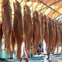 싱싱수산 제수용 뾰족조기5미(31~33cm내외), 단품