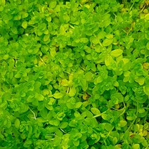 수초 펄그라스 20촉