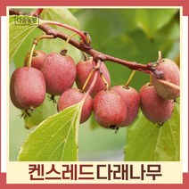 다래나무 묘목 레드다래(켄스레드) 삽목1년 포트묘 5개