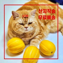 성주참외 햇 겨울 꿀참외 산지직송 고당도 꿀뚝뚝 가정용 1kg 2kg 5kg 10kg, 가정용 성주참외 1kg 로얄과(3~5과)
