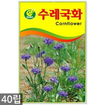 강낭콩 2g - 콩 씨 씨앗 강낭콩씨앗 강남콩씨앗 강낭콩씨, 15_청농_수레국화(40립)