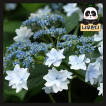 (나무판다) 산수국 / 별수국 시리즈, 5.별수국 카마쿠라 7치 화분