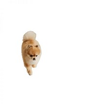 펫토 코코러그 강아지매트 방수 러그 다용도형 75cm x 200cm, 아이보리, 거실형(대형) (170cmx230cm)