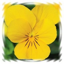 [꽃모종]팬지(비올라) : 10cm비닐화분, 솔벳 옐로