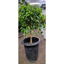 벤자민 고무나무 7